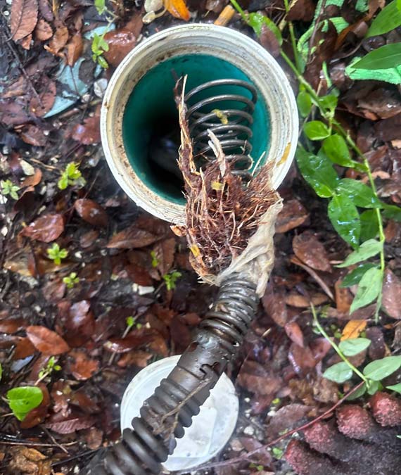 Roots on a drain cable machine pulled out of a main sewer line cleanout at a house in Tampa, FL